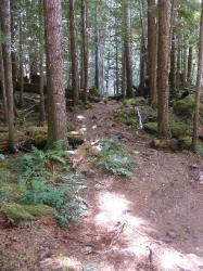 North Fork Skokomish Trail Olympic National Park