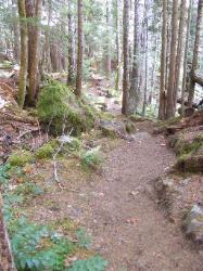 North Fork Skokomish Trail Olympic National Park