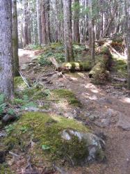 North Fork Skokomish Trail Olympic National Park