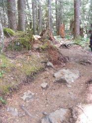 North Fork Skokomish Trail Olympic National Park