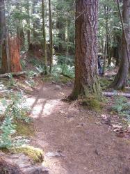 North Fork Skokomish Trail Olympic National Park