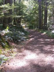 North Fork Skokomish Trail Olympic National Park
