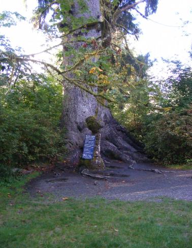 Big Spruce Tree Trail Olympic National Park