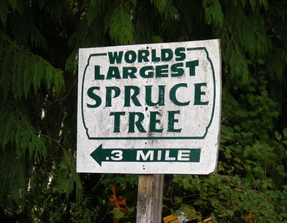 Big Spruce Tree Olympic National Park