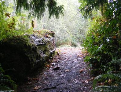 Big Spruce Tree Trail Olympic National Park