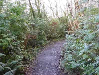 Big Spruce Tree Trail Olympic National Park