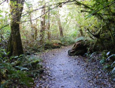 Big Spruce Tree Trail Olympic National Park