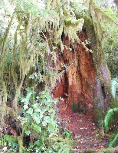 Big Spruce Tree Trail Olympic National Park