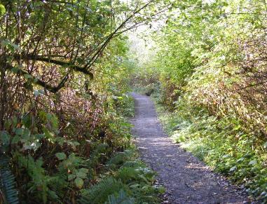 Big Spruce Tree Trail Olympic National Park