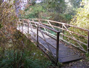 Big Spruce Tree Trail Olympic National Park