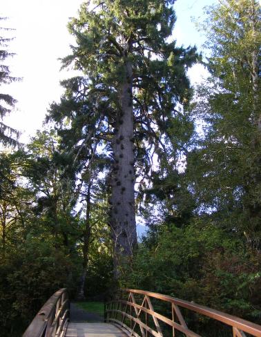 Big Spruce Tree Trail Olympic National Park