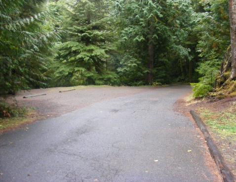 Site 67 C Loop Fairholme Campground Olympic