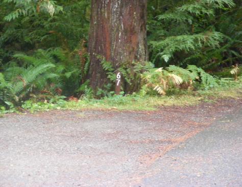 Site 67 C Loop Fairholme Campground Olympic