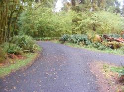 Driving Loop B Hoh Campground Olympic National Park