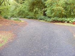 Driving Loop B Hoh Campground Olympic National Park