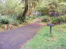 Driving Loop B Hoh Campground Olympic National Park