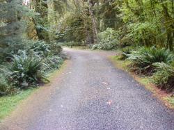 Driving Loop B Hoh Campground Olympic National Park