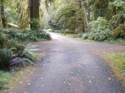 Driving Loop B Hoh Campground Olympic National Park