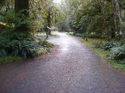 Driving Loop B Hoh Campground Olympic National Park