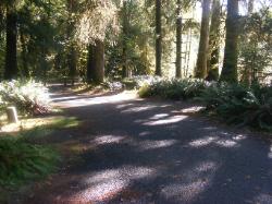 Driving Loop C Hoh Campground Olympic National Park