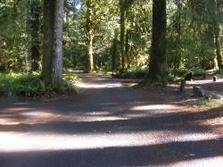 Driving Loop C Hoh Campground Olympic National Park