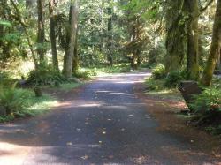 Driving Loop C Hoh Campground Olympic National Park