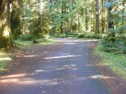 Driving Loop C Hoh Campground Olympic National Park
