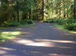 Driving Loop C Hoh Campground Olympic National Park