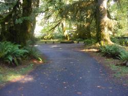 Driving Loop C Hoh Campground Olympic National Park