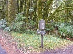 Driving Loop A Fairholme Campground Olympic National Park