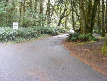 Site A03 Fairholme Campground Olympic