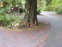 Driving Loop A Fairholme Campground Olympic National Park