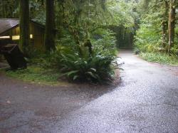 Driving Loop A Fairholme Campground Olympic National Park