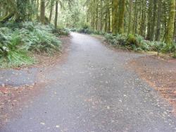 Driving Loop B Fairholm Campground Olympic NP