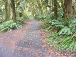 Driving Loop B Fairholm Campground Olympic NP