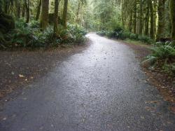 Driving Loop B Fairholm Campground Olympic NP