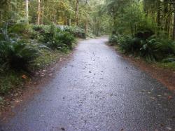 Driving Loop B Fairholm Campground Olympic NP