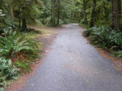Driving Loop B Fairholm Campground Olympic NP