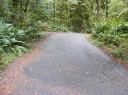 Driving Loop B Fairholm Campground Olympic NP