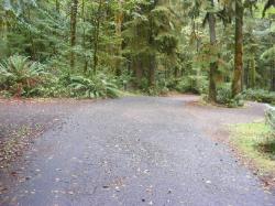 Driving Loop B Fairholm Campground Olympic NP