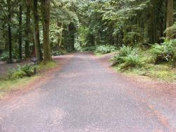 Driving Loop B Fairholm Campground Olympic NP