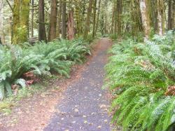Driving Loop B Fairholm Campground Olympic NP