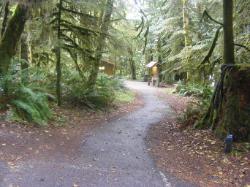 Driving Loop B Fairholm Campground Olympic NP