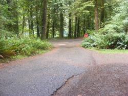 Driving Loop B Fairholm Campground Olympic NP