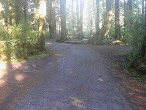 Mora Campground Loop C Olympic National Park