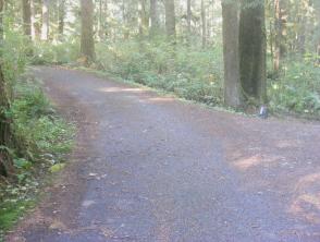 Mora Campground Loop C Olympic National Park