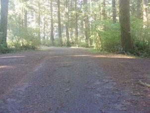 Mora Campground Loop C Olympic National Park