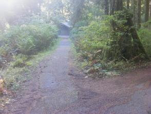 Mora Campground Loop C Olympic National Park