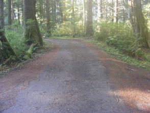 Mora Campground Loop C Olympic National Park