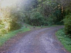 Driving Loop D Mora Campground Olympic National Park